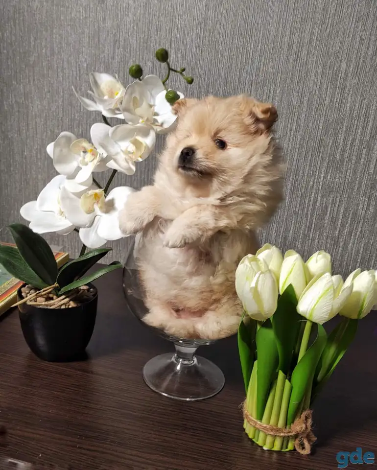 Щенки, фотография 2