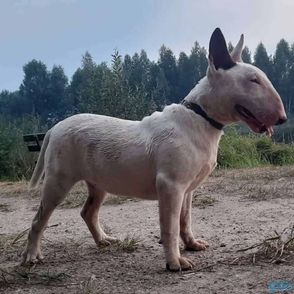 Щенки миниатюрный бультерьер, фотография 1