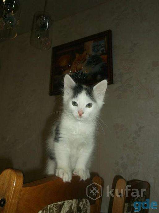 Дарю котенка в добрые руки, фотография 2