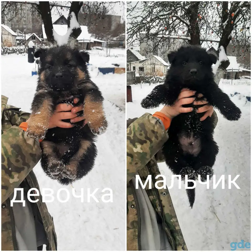 Щенки немецкой овчарки, фотография 3