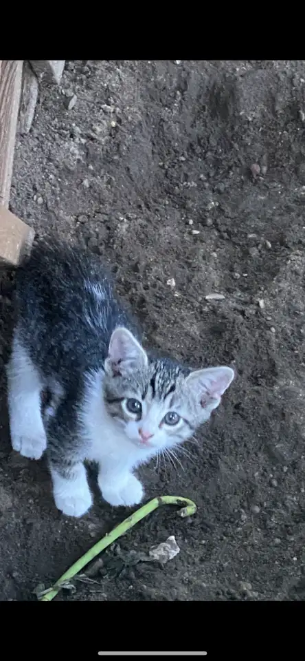 Котята, фотография 4