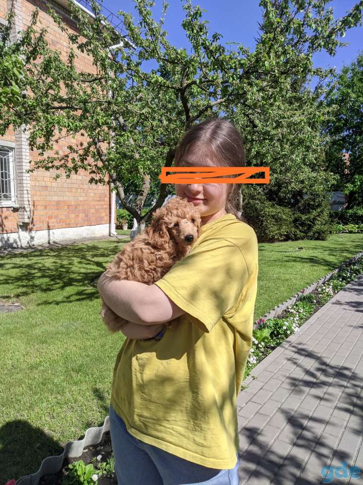 Той пудель, фотография 1