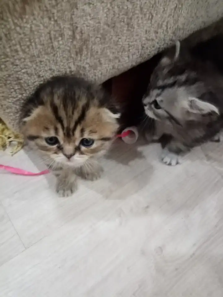 Шотландские котята, фотография 2