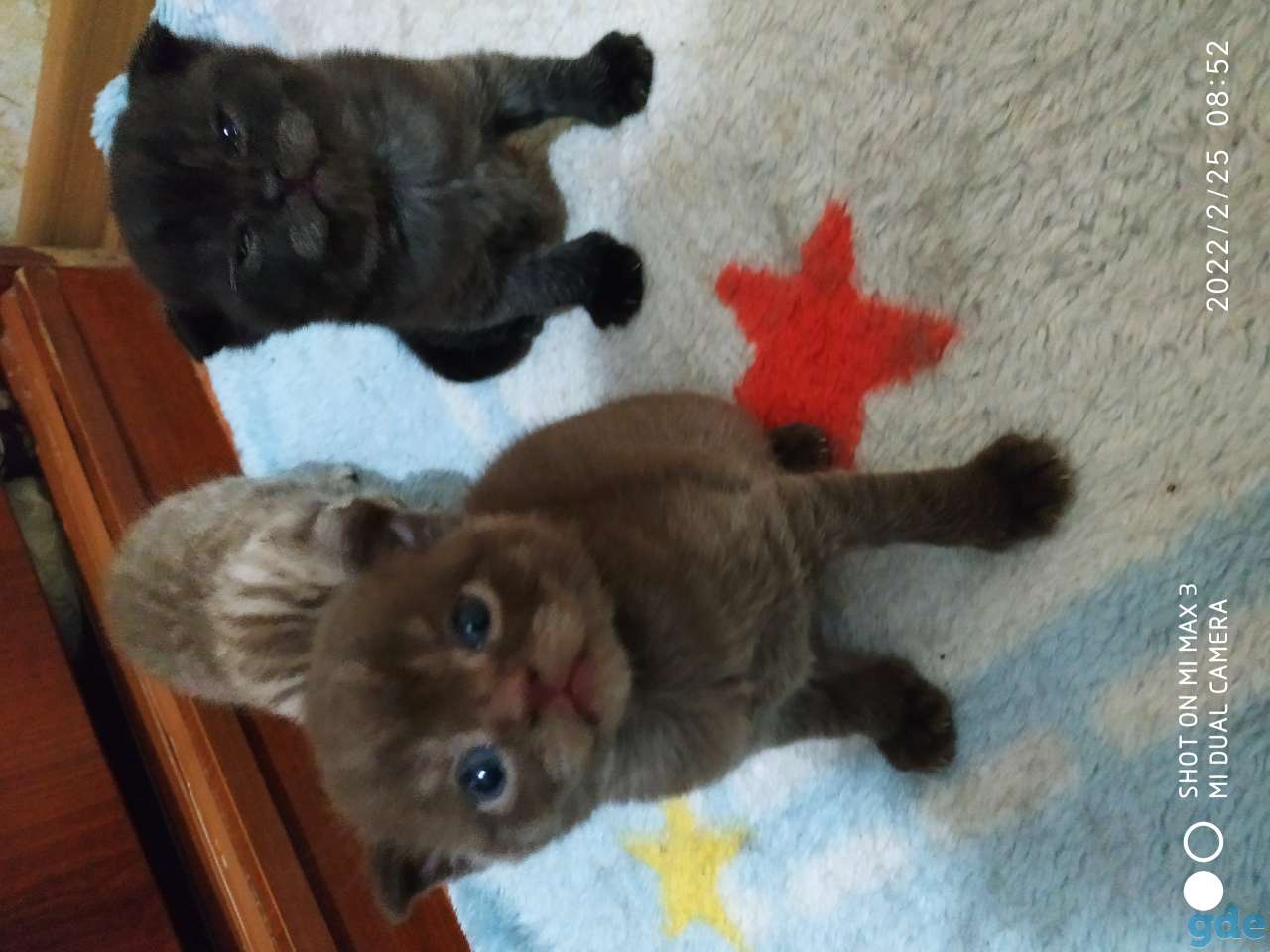 Шотландские котята, фотография 1