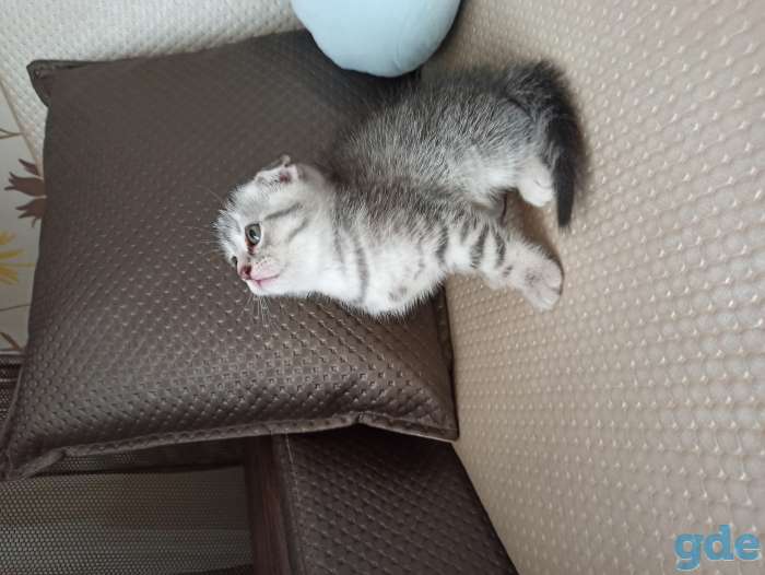 Продам британских котят, фотография 4