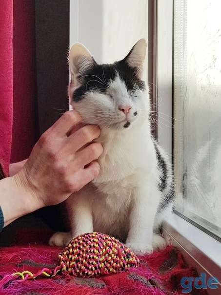Котик ищет дом, фотография 1