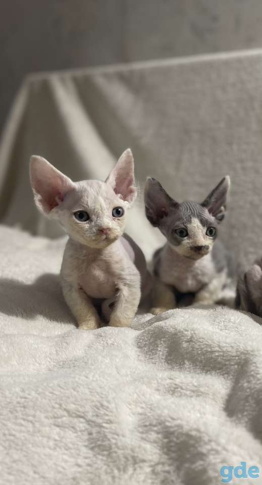Котята девон-рекс 2 месяца, фотография 7