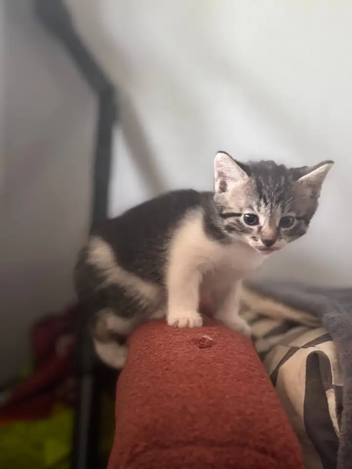 Котята в дар от домашней кошечки, фотография 2