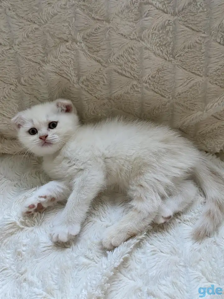 Шотландские милашки, фотография 4
