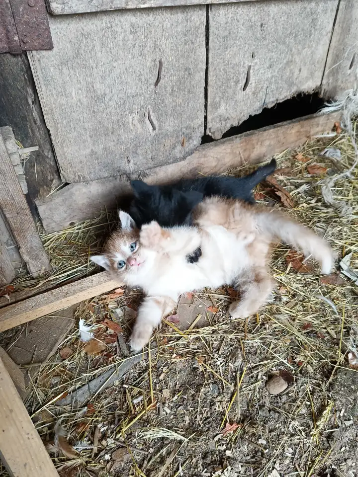 Котята, фотография 3