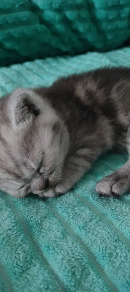 Британские котята, фотография 2