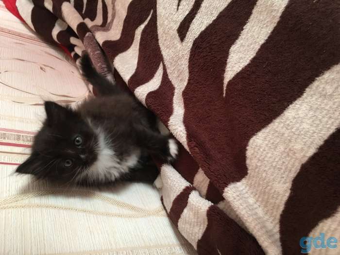 Котята, фотография 7