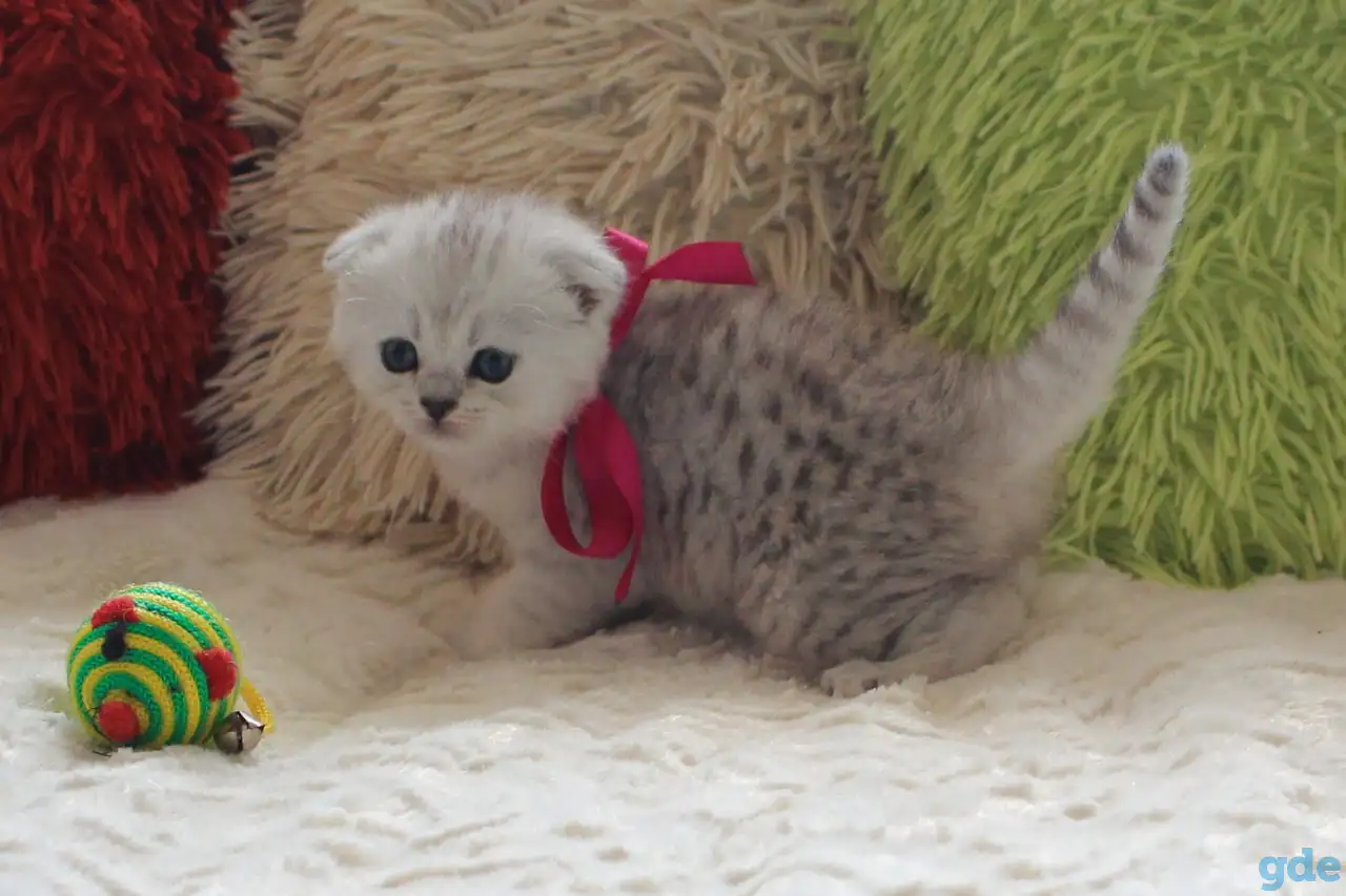 Шотландский котенок, фотография 4