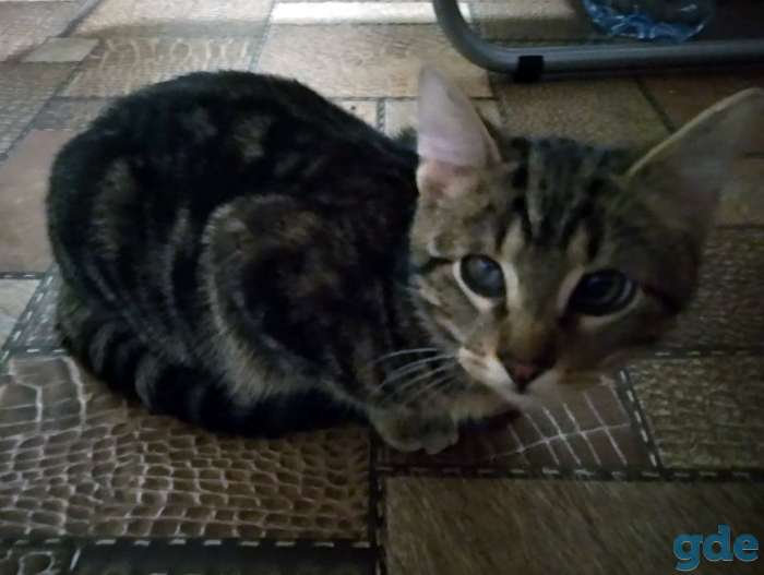Котёнок в добрые руки, фотография 5