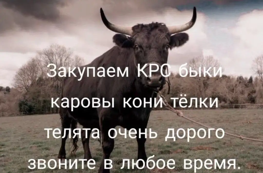 Скупка КРС быки каровы кони тёлки телята очень дорого, фотография 1