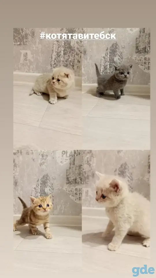 Котята шотланской прямоухой, фотография 1