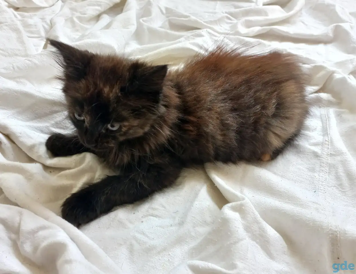 Котейка, фотография 3