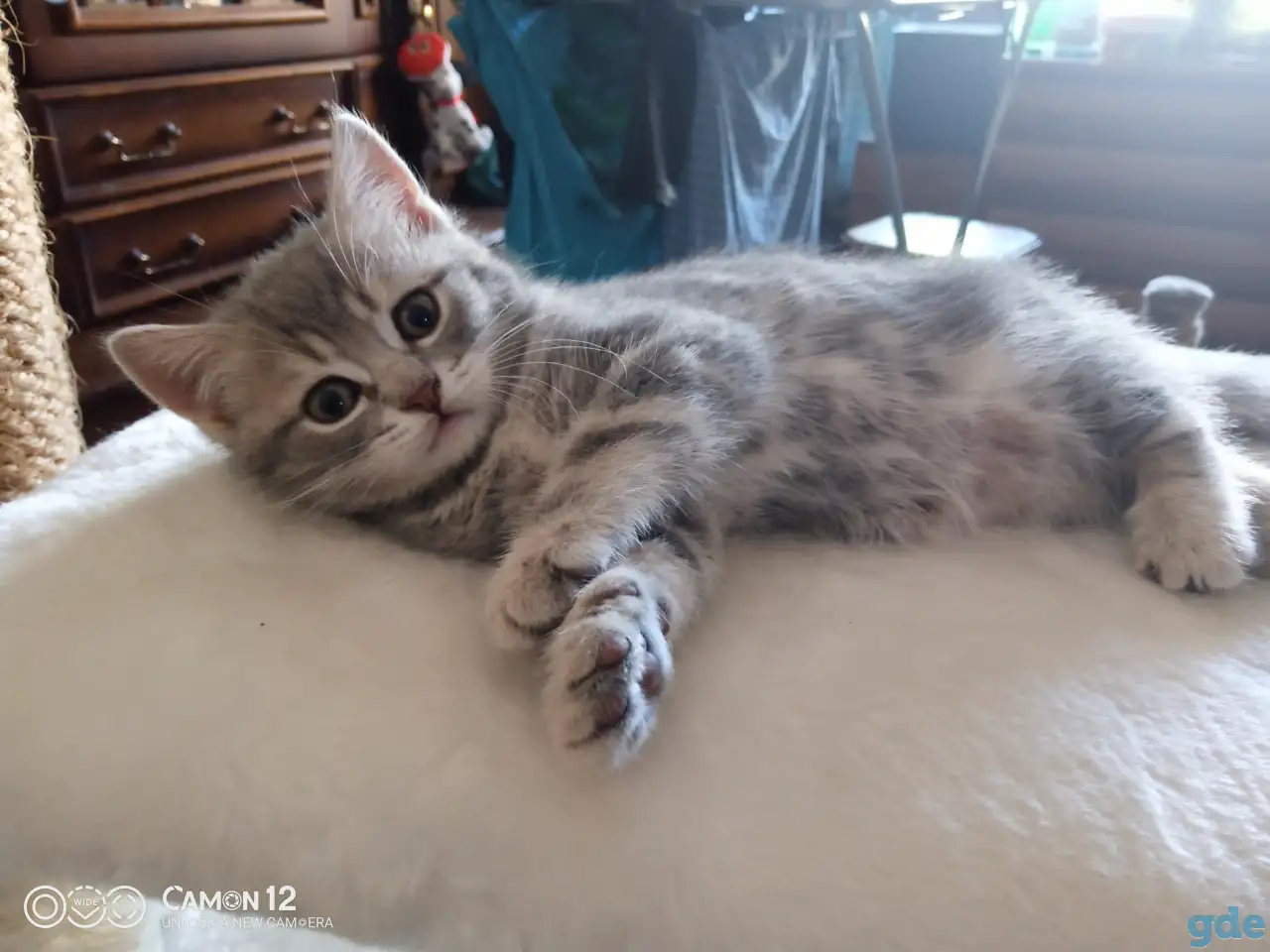 Котенок, фотография 2