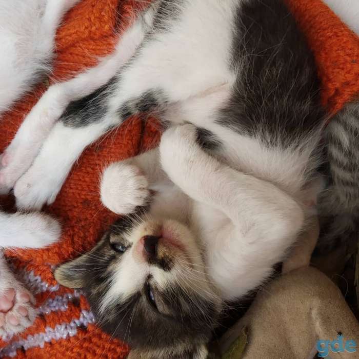 Котята в добрые руки, фотография 2