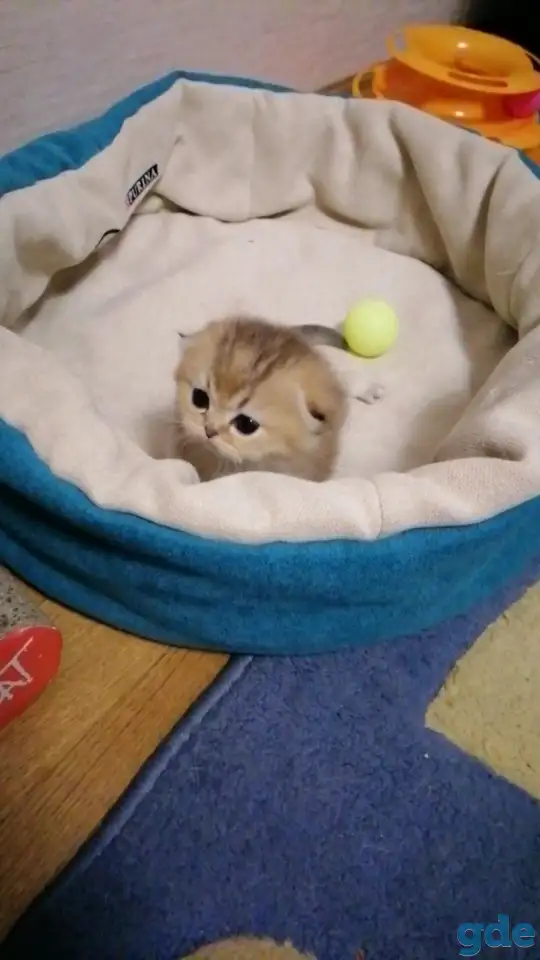 Продажа шотландского котенка, фотография 2
