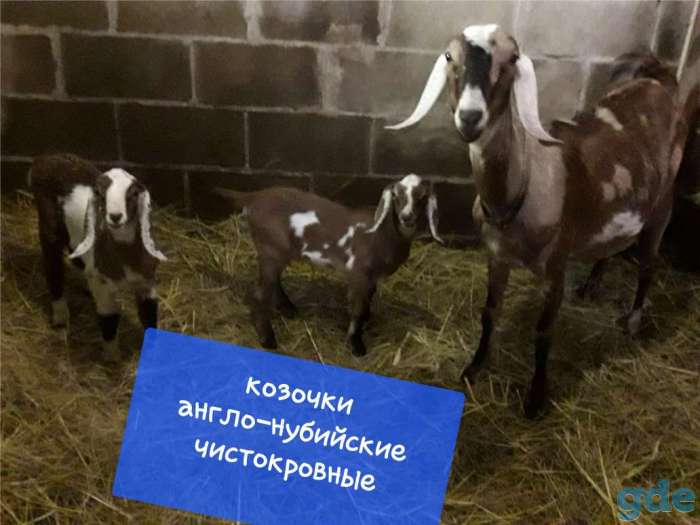 Продам продаются козочки англо, фотография 2