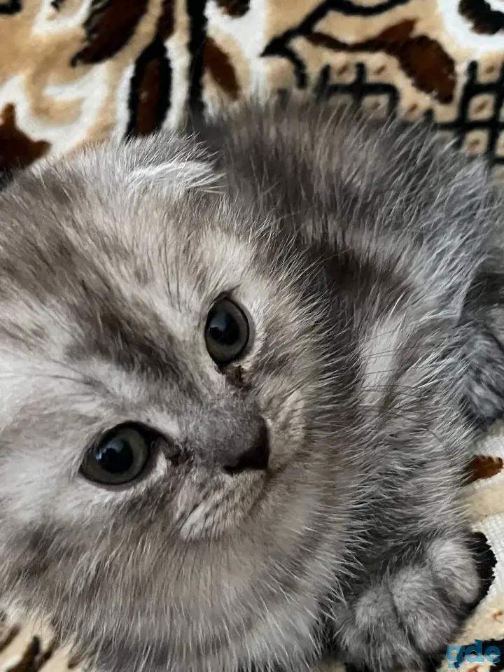 Продаются котята, фотография 3