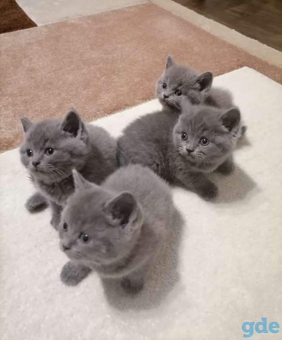 Британские котята, фотография 7