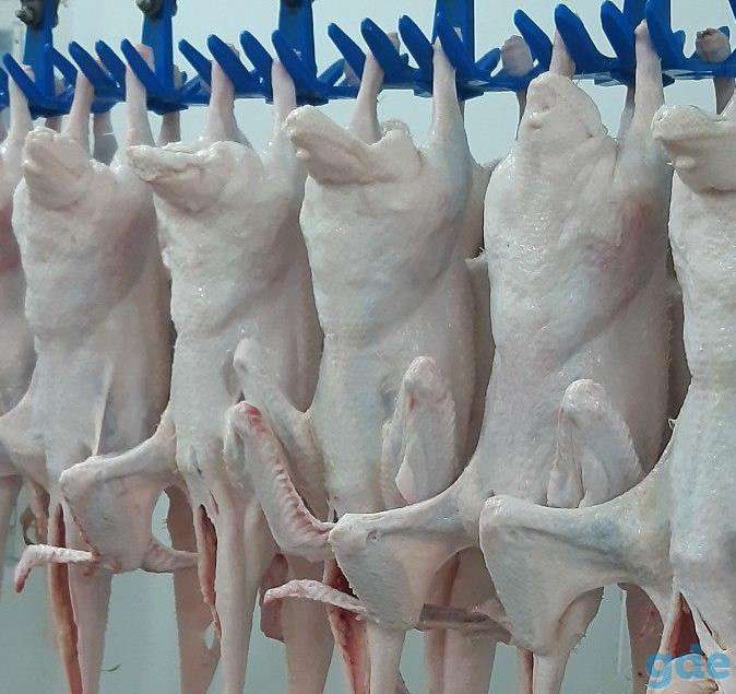 Мясо утки, утенка и субпродукты от производителя, фотография 1