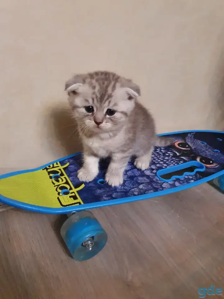 Котята, фотография 3