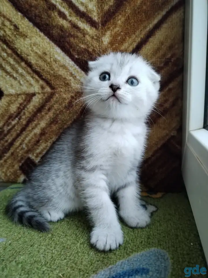 Скоттиш-страйт, шотландцы, фотография 11