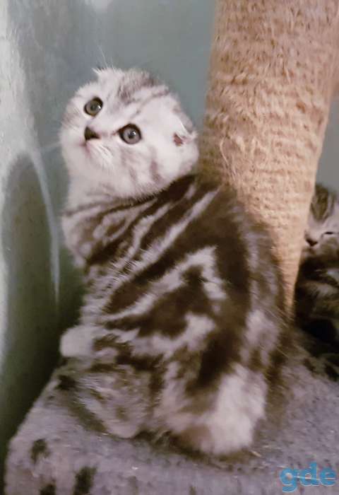 Шотландские вислоухие котята., фотография 6