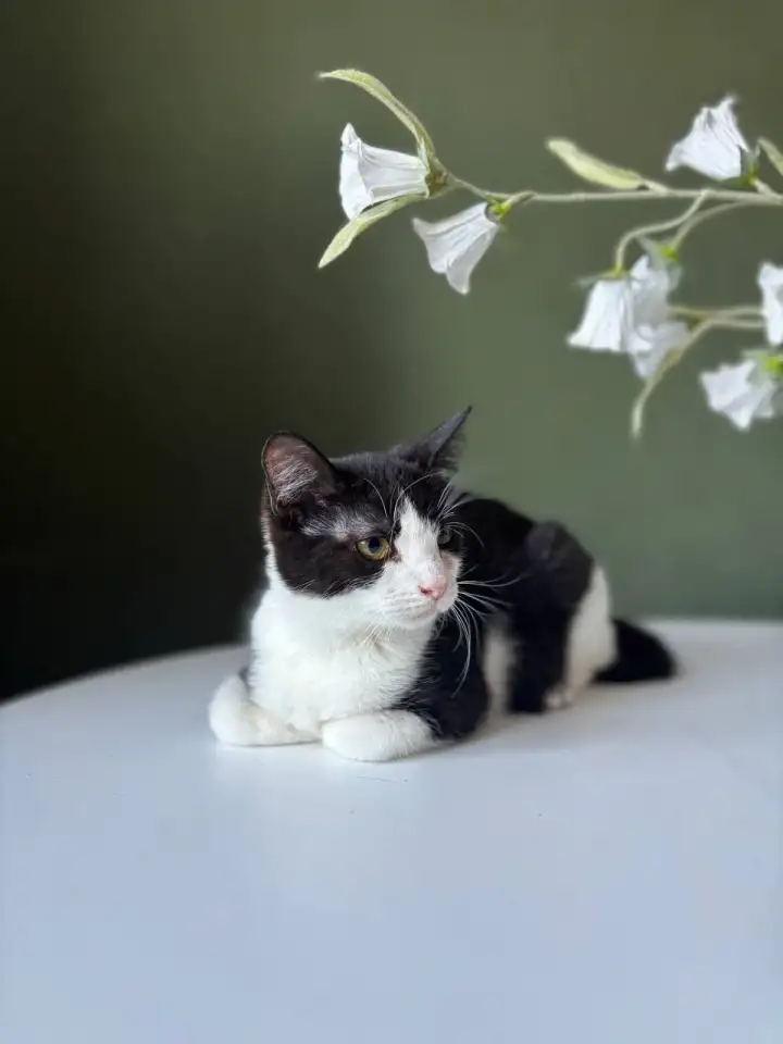 Котенок Лара в дар!, фотография 1