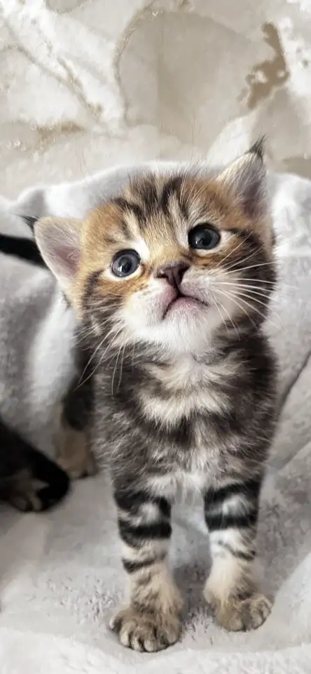 Котята помесь папа Мейн-Кун мама Шотландская скоттиш-страйт, фотография 1