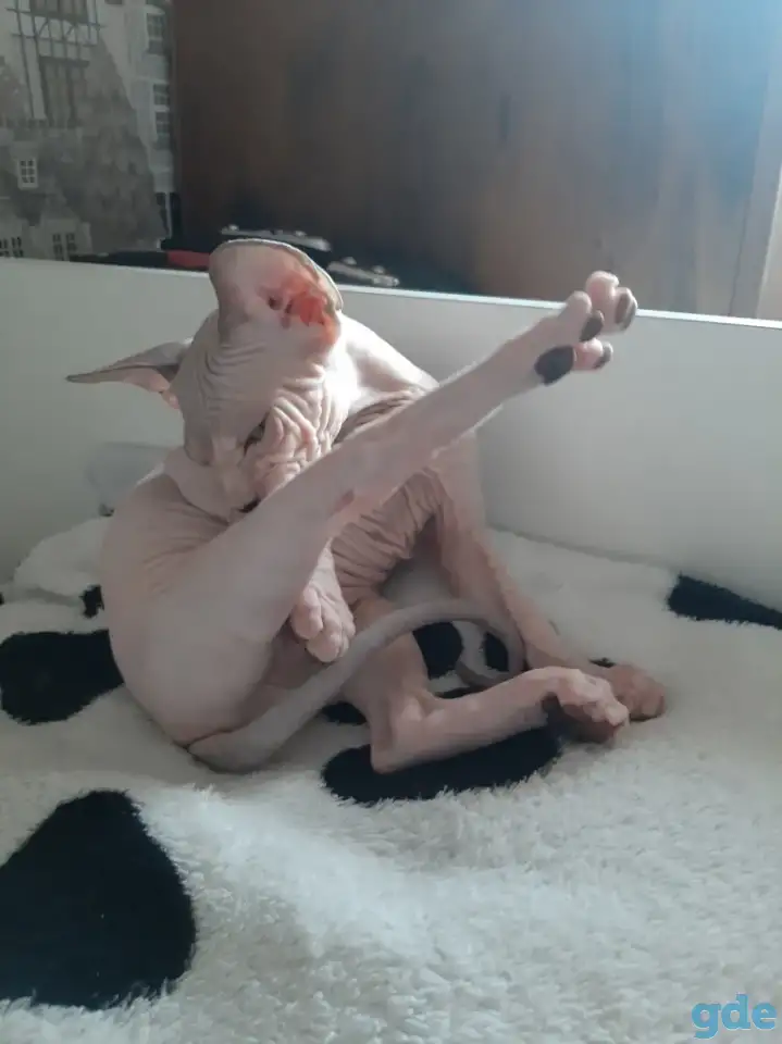 Канадский сфинкс, фотография 4