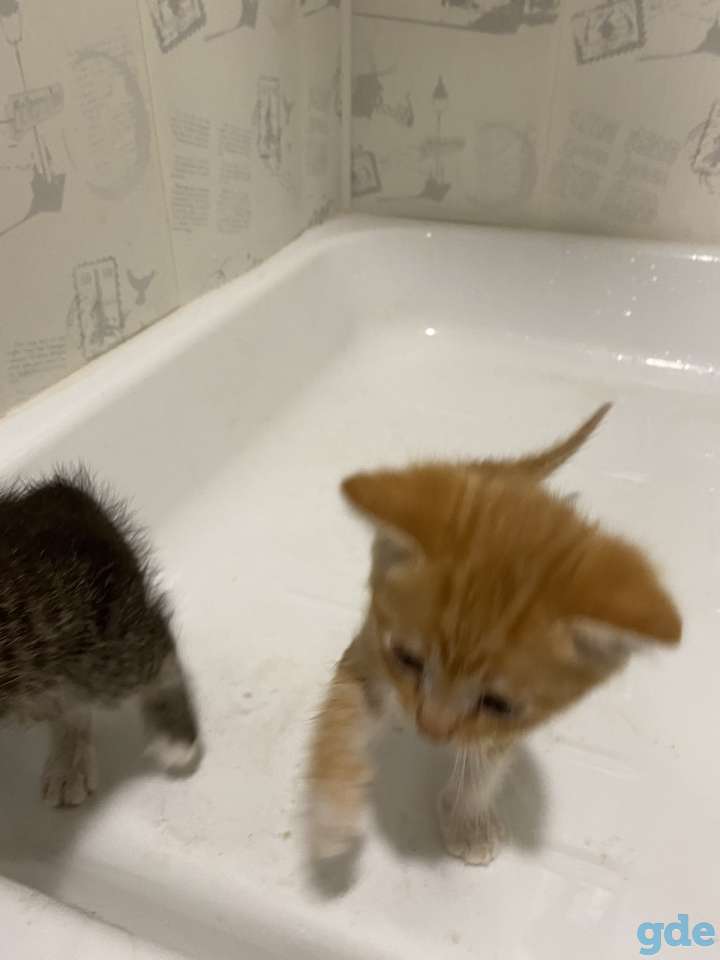 Котята, фотография 2
