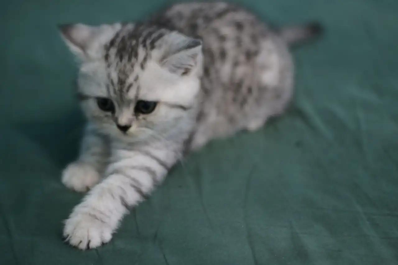 Шотландские котята, фотография 9