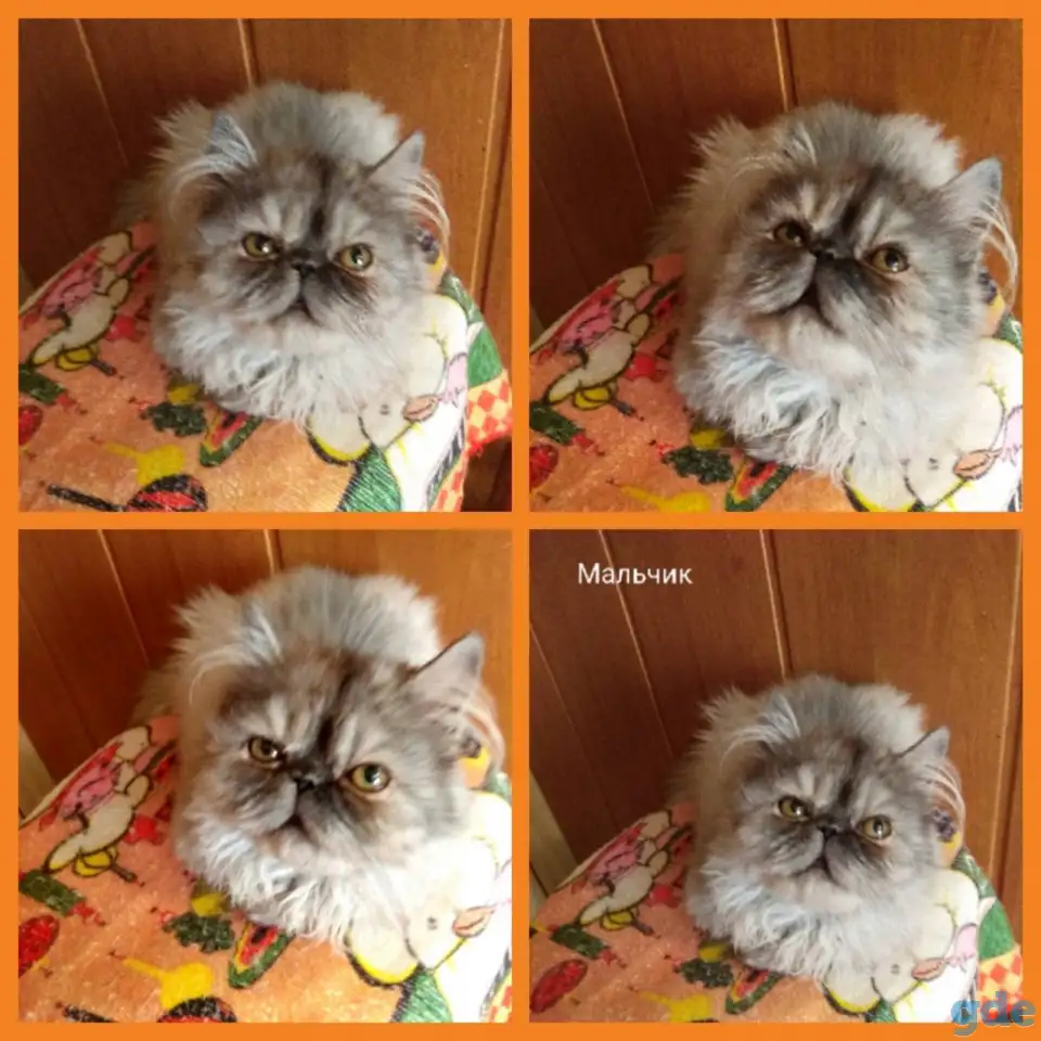 Персидские котята экстремального типа чистокровные.Персы.Котята., фотография 8