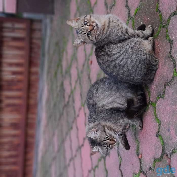 Милые котики ищут дом, 4 месяца, фотография 4