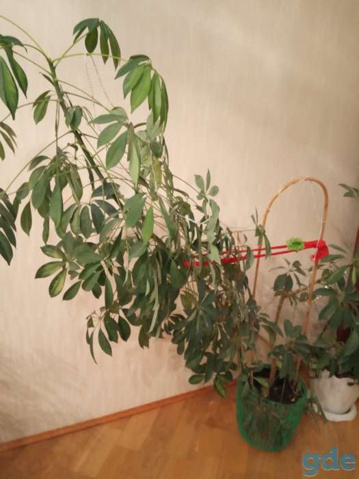 продам комнатное растение шифлера, фотография 2