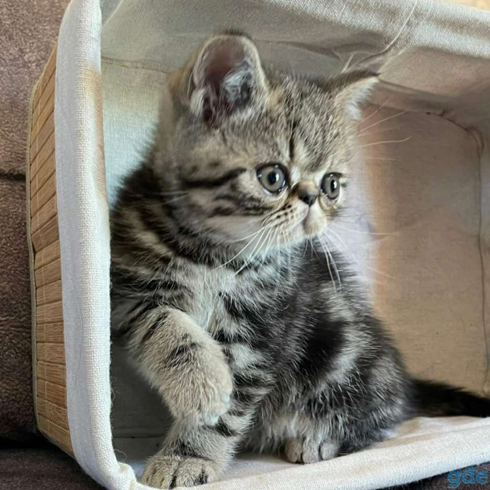 Продам котят экозотов, фотография 4
