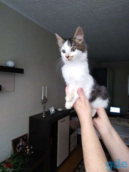 Котенок ищет дом, фотография 3