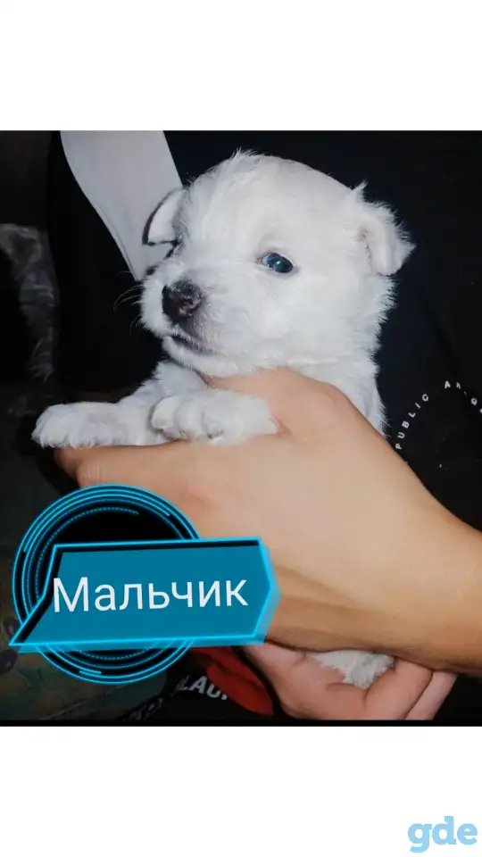 Щенки Вест -хайленд-уайт-терьер, фотография 2