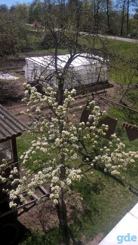 Продажа дома, Брестская область, Ивацевичский район, д. Выгонощи, ул Молодёжная 24, фотография 14