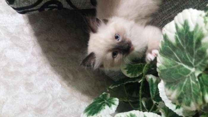 Котята, фотография 3