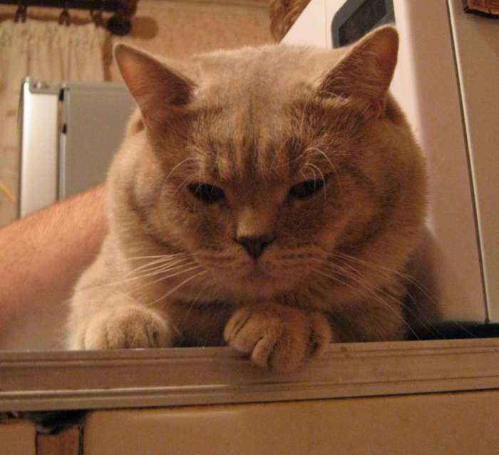 Британские котята , фотография 7