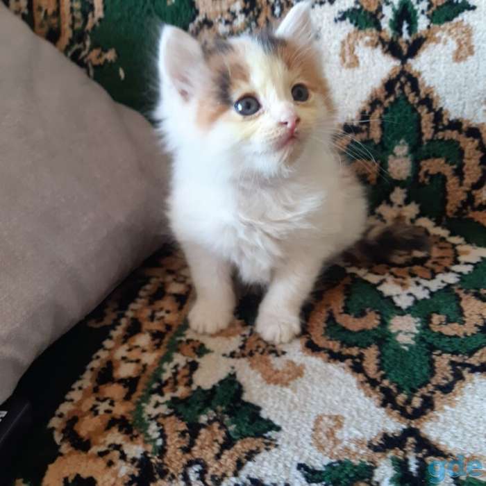 котята, фотография 2