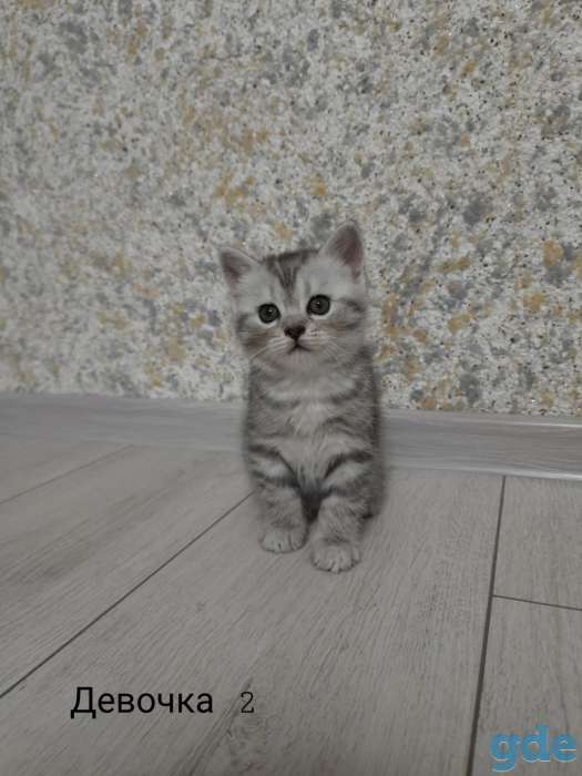 Шотландские котята СРОЧНО, фотография 1