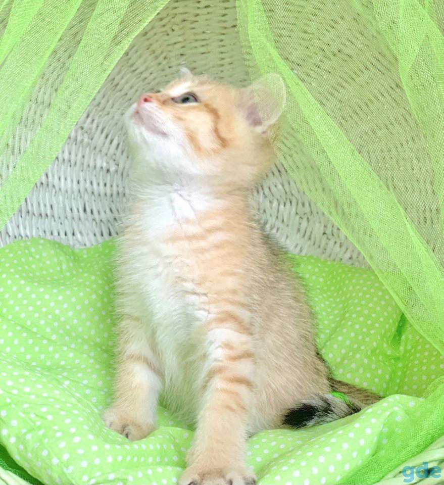 Котята шотландские ЗОЛОТАЯ ШИНШИЛЛА, фотография 3