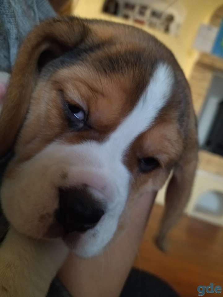 Продам щенков бигля, фотография 3