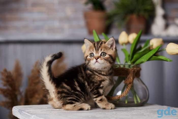 Британские котята из питомника, фотография 3
